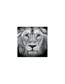 CUADRO LEON